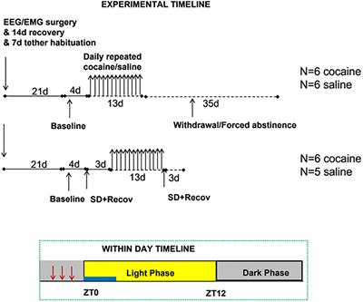 Arousal-Mediated Sleep Disturbance Persists During Cocaine Abstinence in Male Mice